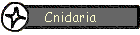 Cnidaria