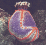 Sea Cucumber